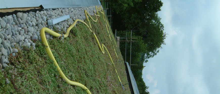 Sedum Roof